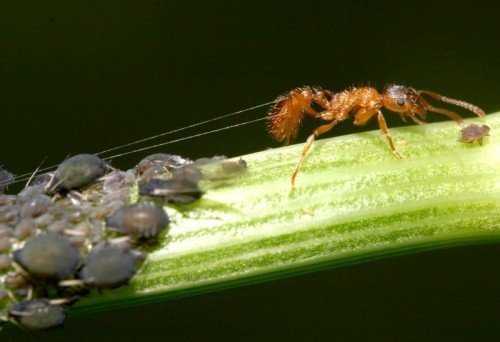 Симбиоз муравьев и тли