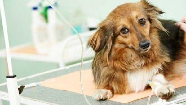 Блохи у собаки: симптомы, диагностика, лечение