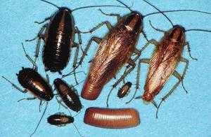 Различные виды тараканов, обитающих в квартирах и на улице 