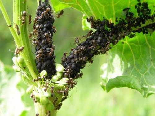 Как избавиться от садовых муравьев в теплице