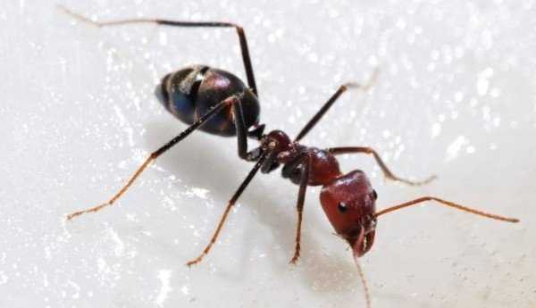 сколько дней живут муравей рабочий