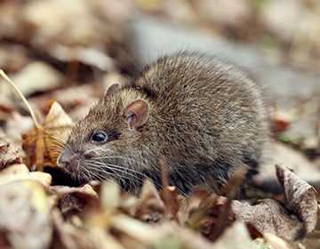 Как поймать крысу в доме: обзор ловушек, ядов и народных средств