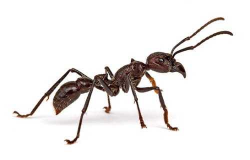 Самые большие муравьи в мире