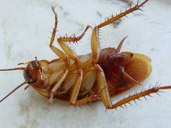 Боятся ли тараканы хлорки и «Белизны»