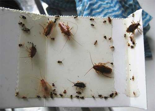 Можно ли навсегда избавиться от тараканов в квартире