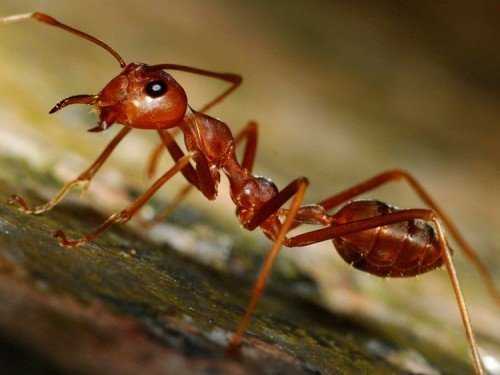 Сколько ног у муравья