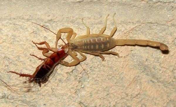 Какие животные и насекомые едят тараканов