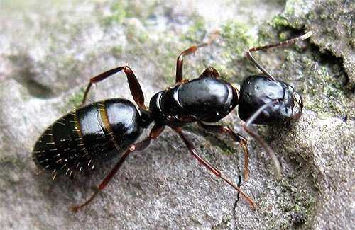 Что едят муравьи