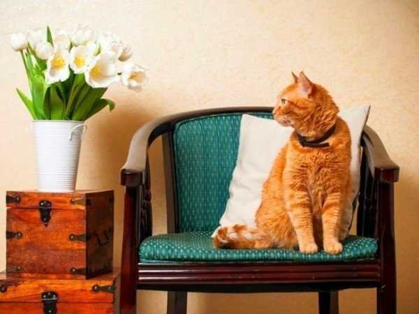 Как избавиться от Блох у кошек — Реальные и полезные Советы