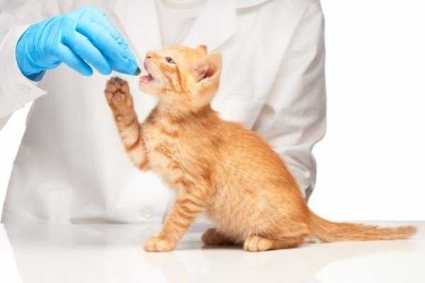 Блохи у домашней кошки — Способы профилактики и лечения