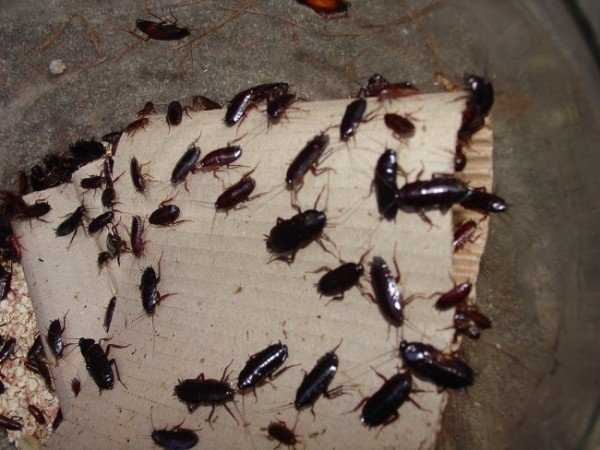 Клопы и тараканы: как избавиться от непрошеных гостей в доме?