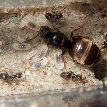 Различные фото муравьев