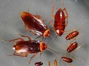 Как быстро и надолго избавиться от тараканов в домашних условиях 