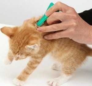 Капли от блох для котят — самые удобные, эффективные и безопасные средства
