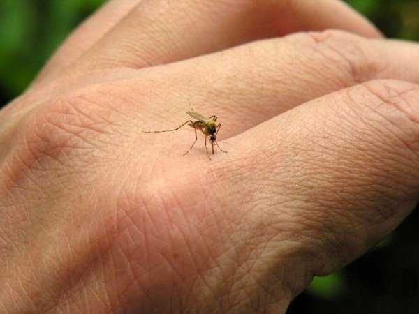Какие народные средства защитят от комаров