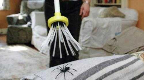 Как вывести пауков из жилья
