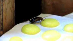 Если завелись тараканы, как от них избавиться в домашних условиях?