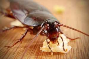 Как быстро и надолго избавиться от тараканов в домашних условиях 