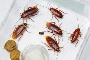 Американский таракан: характеристика и способы уничтожения в квартире 