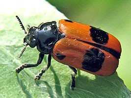 Что из себя представляют отряды насекомых: стрекозы, вши, жуки, клопы?