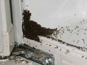 Куда уходят тараканы из квартир и почему они появляются снова 