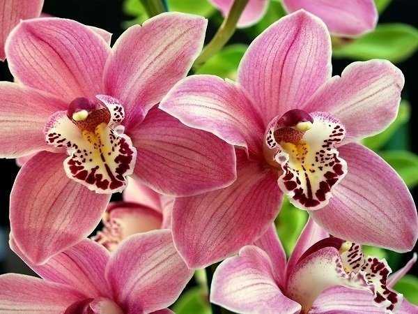 Что делать, если в орхидее завелись мошки?