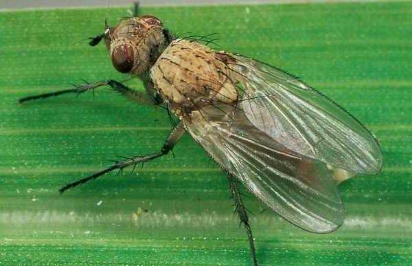 Луковая муха: как с ней бороться на участке и доме