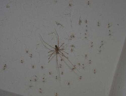 Как вывести пауков из жилья