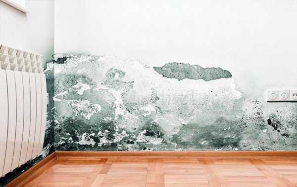 Чем обработать плесень на стене в квартире под обои домашних условиях своими руками
