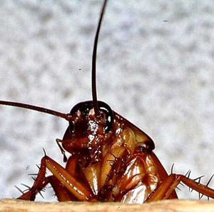 Кусаются ли домашние тараканы 