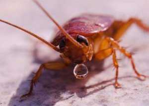 Если завелись тараканы, как от них избавиться в домашних условиях?