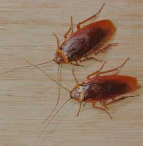 Уничтожeние тараканов в квартире ловушками и химическими препаратами