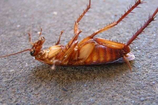 Как навсегда вывести тараканов из жилища 