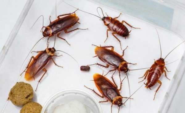 Чем травить тараканов в квартире самостоятельно 