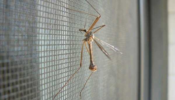 Как избавиться от комаров в доме: быстро и безопасно