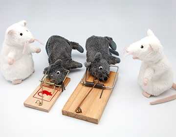 Ловушка для мышей своими руками: 7 вариантов конструкций, гуманных и беспощадных