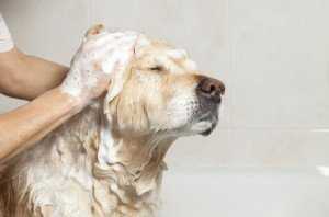 Как подобрать эффективный шампунь от блох для собак?