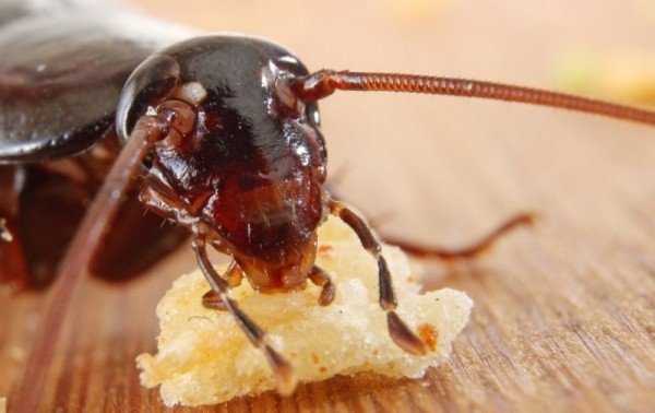 Советы по выбору эффективного средства от тараканов 