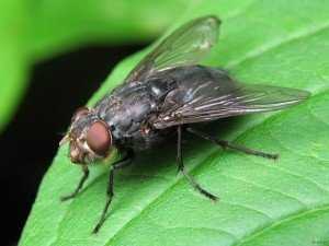 Чем опасны и зачем уничтожают мух, крыс и тараканов?