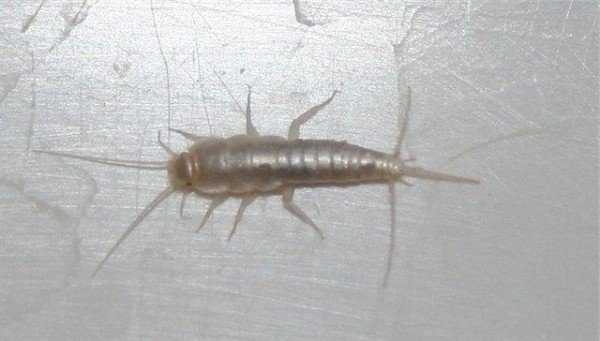 Завелись насекомые в ванной комнате: виды, причины, способы борьбы, профилактика
