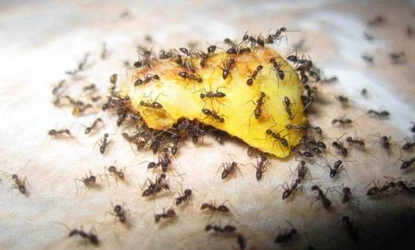 Как навсегда избавиться от муравьев в доме: средства борьбы и профилактика