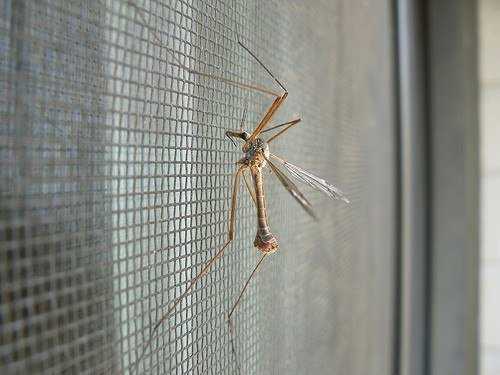 Как эффективно избавиться от комаров в доме