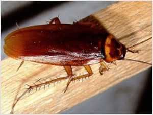 Чего боятся тараканы и как с ними бороться в квартире 