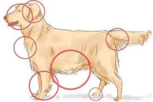 Как грамотно вытащить клеща у собаки