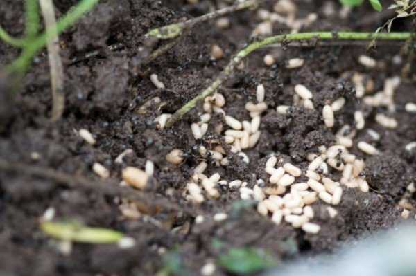 Как вывести муравьев с огорода: быстро и навсегда