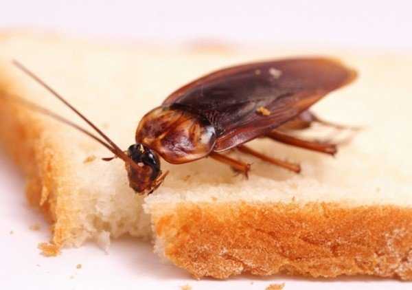 Как навсегда вывести тараканов из жилища 