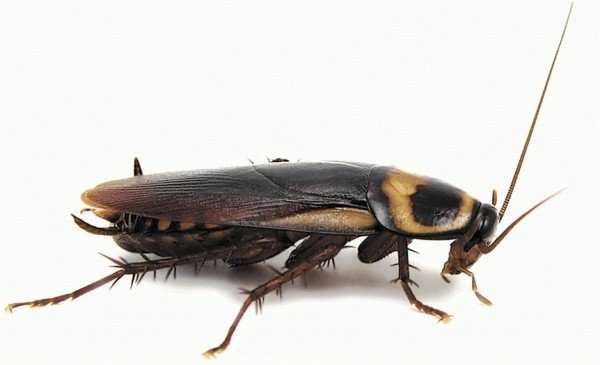 Все, что нужно знать о черных тараканах