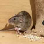 Средства эффективной борьбы с крысами