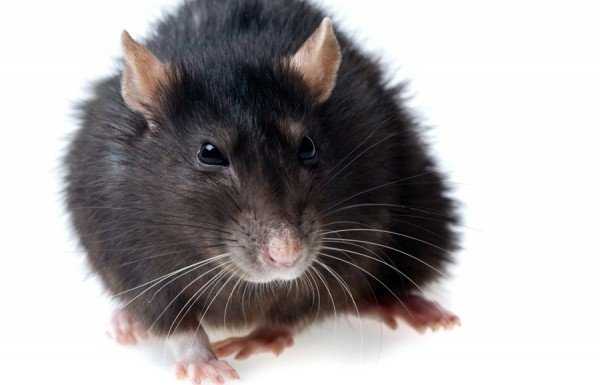 Выбор устройства для отпугивания крыс