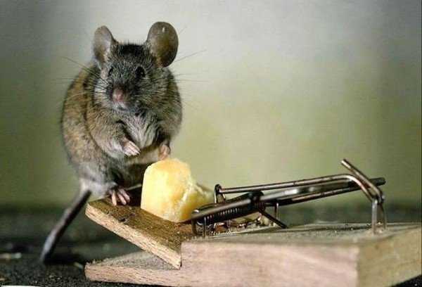 Как спастись от мышей в доме?